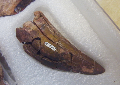 Dinosaur teeth near Worlds Largest Dinosaur 3 robin linhope willson, CAPat-Mef 